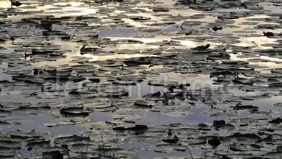 傍晚池中的荷叶视频的预览图