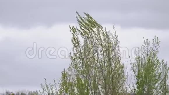 带着嫩叶的杨树在风中摇摆视频的预览图