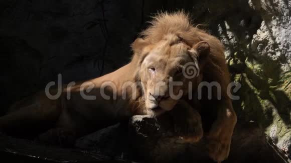 雄性狮子睡在动物园里视频的预览图