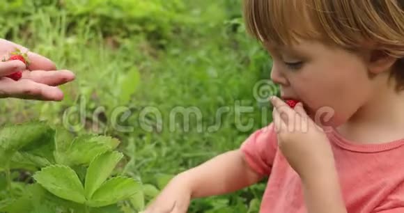 幼儿在花园里吃草莓视频的预览图