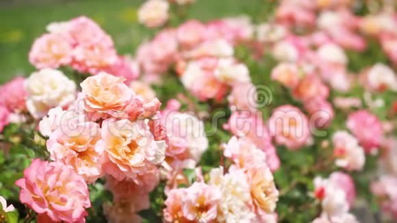 花园里的粉色玫瑰和绿色灌木丛视频的预览图