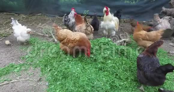 自由田鸡用推车给草坪草喂食视频的预览图