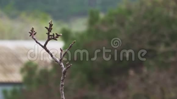 年轻的坚果树芽开始在雨中张开视频的预览图