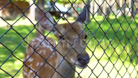 动物园里发现的鹿视频的预览图