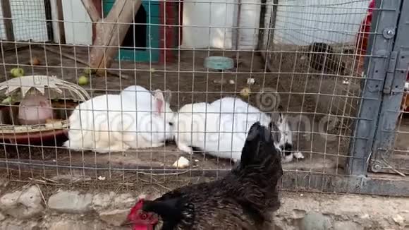 家养的毛茸茸的白色和黑色斑点农场兔子在动物农场的笼子后面牲畜食物动物视频的预览图