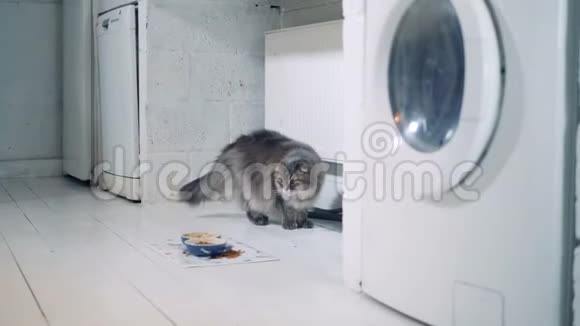有仿生手臂的女士正在洗完衣服后拿出衣服一只猫走来走去视频的预览图