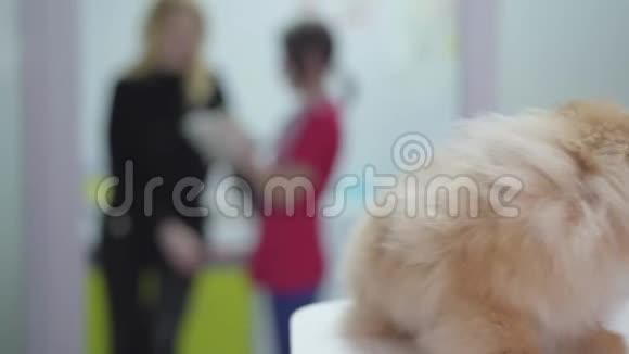 小毛绒狗波美拉尼亚斯皮茨在兽医诊所特写两个模糊的会说话的女人的身影视频的预览图