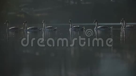 一群天鹅在湖边休息视频的预览图