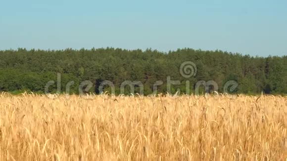 一大片成熟的小麦视频的预览图