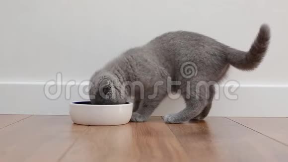 英国灰猫在陶瓷碗里吃东西视频的预览图