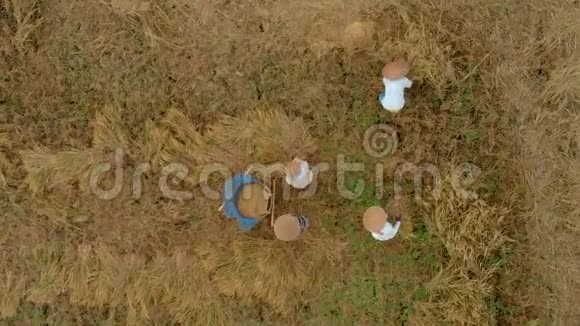 垂直视频空中拍摄农民用传统方式打谷水稻亚洲概念旅行视频的预览图