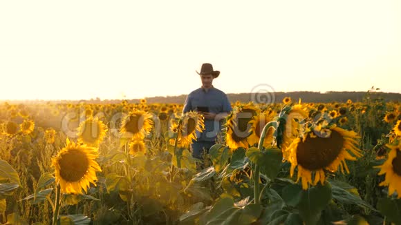 一个农学家手里拿着一块石碑穿过向日葵的田野农民盛开的向日葵视频的预览图