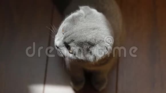 罗普耳英国小猫的俯视图视频的预览图
