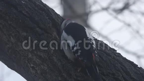 大斑点啄木鸟主要鼓鼓树干特写视频的预览图