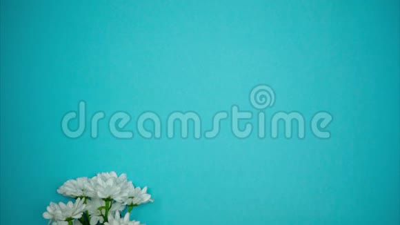 停止蓝色背景上带花边的白色菊花的动作动画视频的预览图