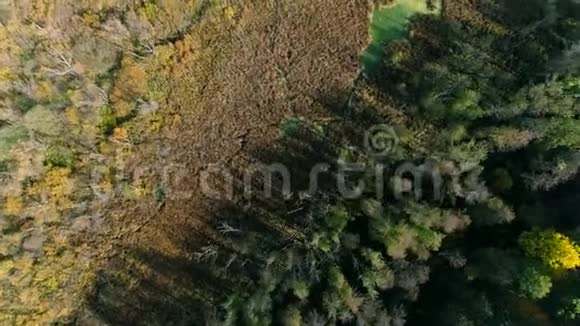 自然保护区鸟瞰秋树沼泽视频的预览图