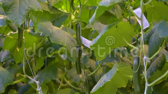 黄瓜生长在灌木上视频的预览图