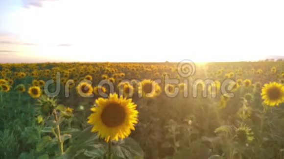 乡村夏日模糊的风景夕阳下的葵花田视频的预览图
