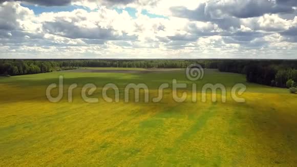 神奇的云影在蒲公英广阔的草地上移动视频的预览图