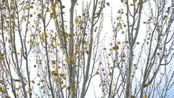 阴天背景下的落叶树枝视频的预览图