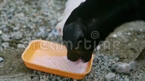 特写黑色成年狗和白色小狗喝牛奶视频的预览图