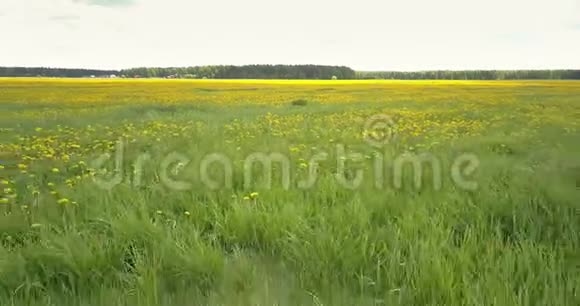 盛开的蒲公英在绿茵场上的空中运动视频的预览图