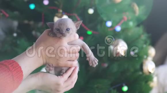 鸽子缅甸小猫在圣诞树的背景上的手视频的预览图