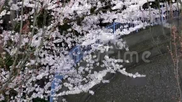最高的樱花树视频的预览图