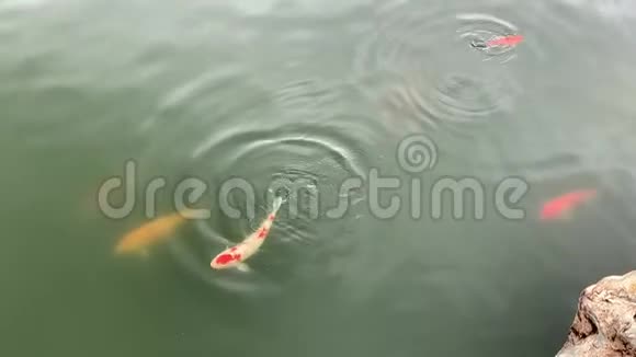 科伊鱼在水里自由游动视频的预览图
