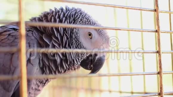 雅科鹦鹉Psittacuserithacus在她的鸟笼里视频的预览图