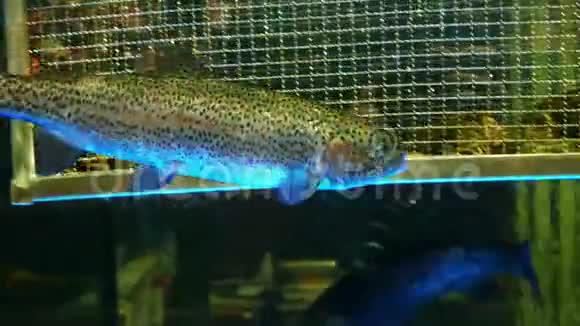 鱼在鱼市里吃食物活在水族馆里的鳟鱼视频的预览图
