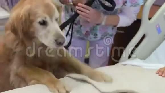接受治疗狗探访的少女视频的预览图