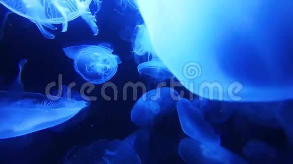 一群蓝色的大水母漂浮在玻璃后面美杜莎水下有发光水母的框架在水中移动视频的预览图
