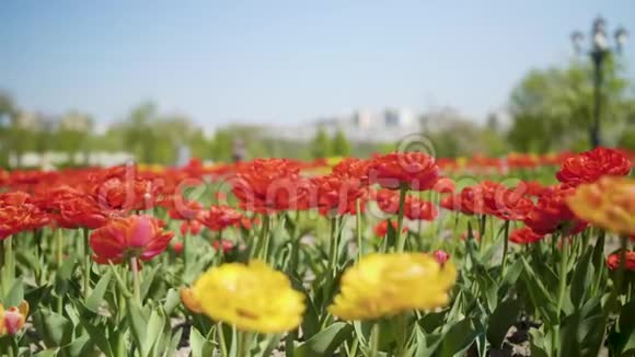 花红色和黄色郁金香在郁金香地开花阳光灿烂视频的预览图