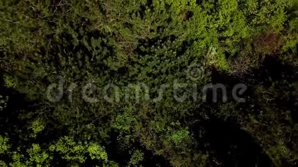 正上方的景色在美丽的绿色森林上空盘旋视频的预览图