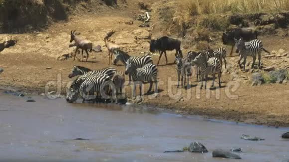 马塞马拉游戏保护区马拉河喝斑马的长镜头视频的预览图