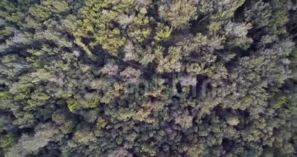 乌克兰BabiyYarKiev森林空中无人机旋转景观视频的预览图
