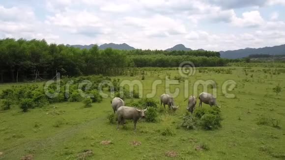 在木质的上景草地上放牧的水牛视频的预览图