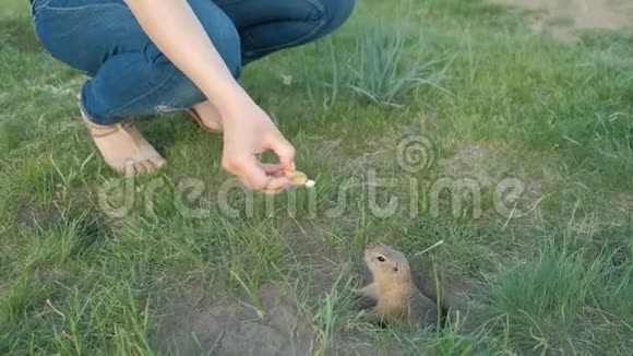 地球松鼠从游客手中吃东西视频的预览图