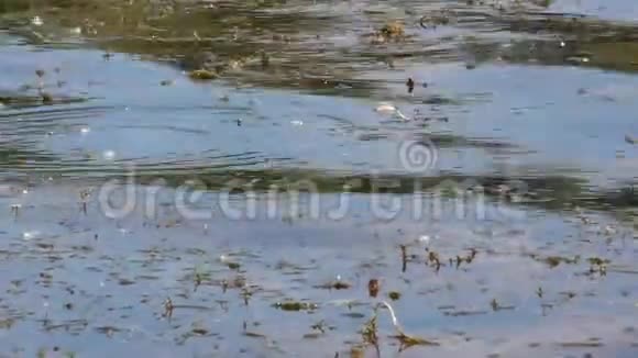 海浪的河景视频的预览图