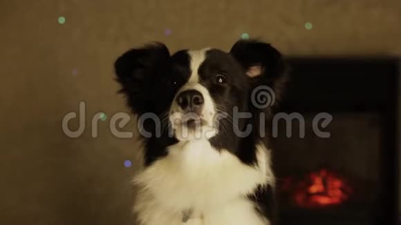 可爱的滑稽狗边境牧羊犬戴着红色圣诞帽新年背景壁炉灯光白色视频的预览图