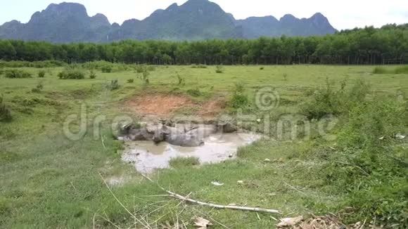 冷静的亚洲水牛在田野鸟瞰的水坑里洗澡视频的预览图