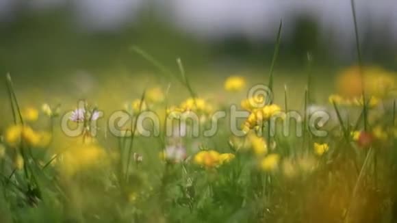 夏季花田草甸和盛开的黄花在风中摇摆视频的预览图