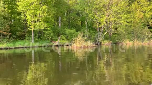 在威斯康星州海沃德的奇普瓦河上森林的宁静景色反射在水面视频的预览图