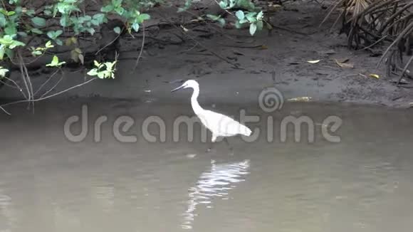 亚洲白鹭在河上寻找食物视频的预览图