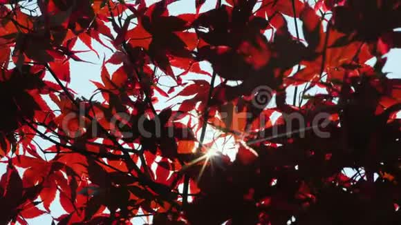 阳光透过美国红枫树的叶子视频的预览图