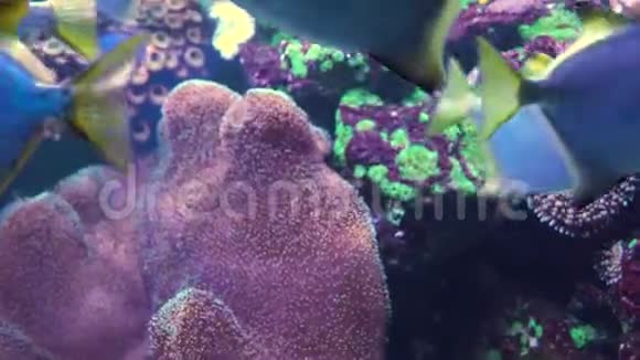 五颜六色的热带珊瑚礁水下鱼类和珊瑚视频的预览图