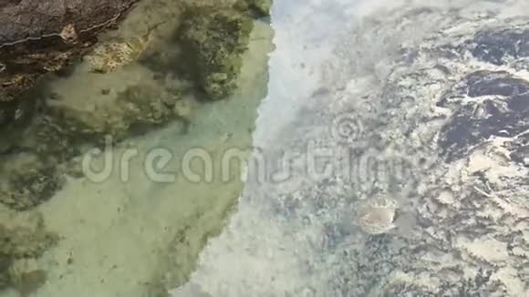 K岛大岛上最美丽的海滩之一托莫里海滩的河豚在冲浪边缘游泳视频的预览图