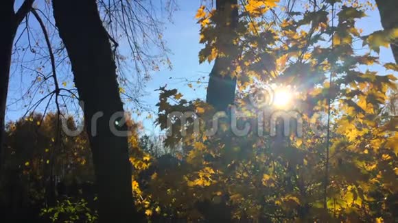 阳光透过金色黄叶的枫树枝闪耀视频的预览图