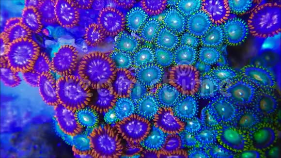 海流中的珊瑚虫视频的预览图